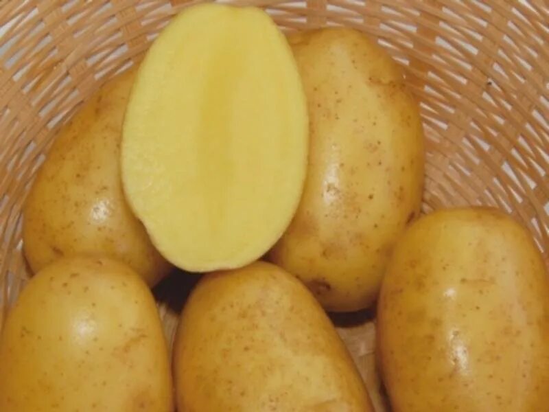 Семенной картофель Вега. Картофель семенной, сорт Вега. Картошку семенная,сорт Вега,. Картофель Вега картофель Вега.