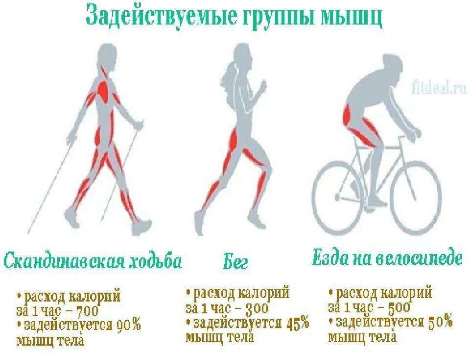 Сколько ккал сжигает ходьба. Группы мышц задействованные при скандинавской ходьбе. сколько ккал при скандинавской ходьбе. мышцы работающие при езде на велосипеде. велосипед мышцы задействованы.