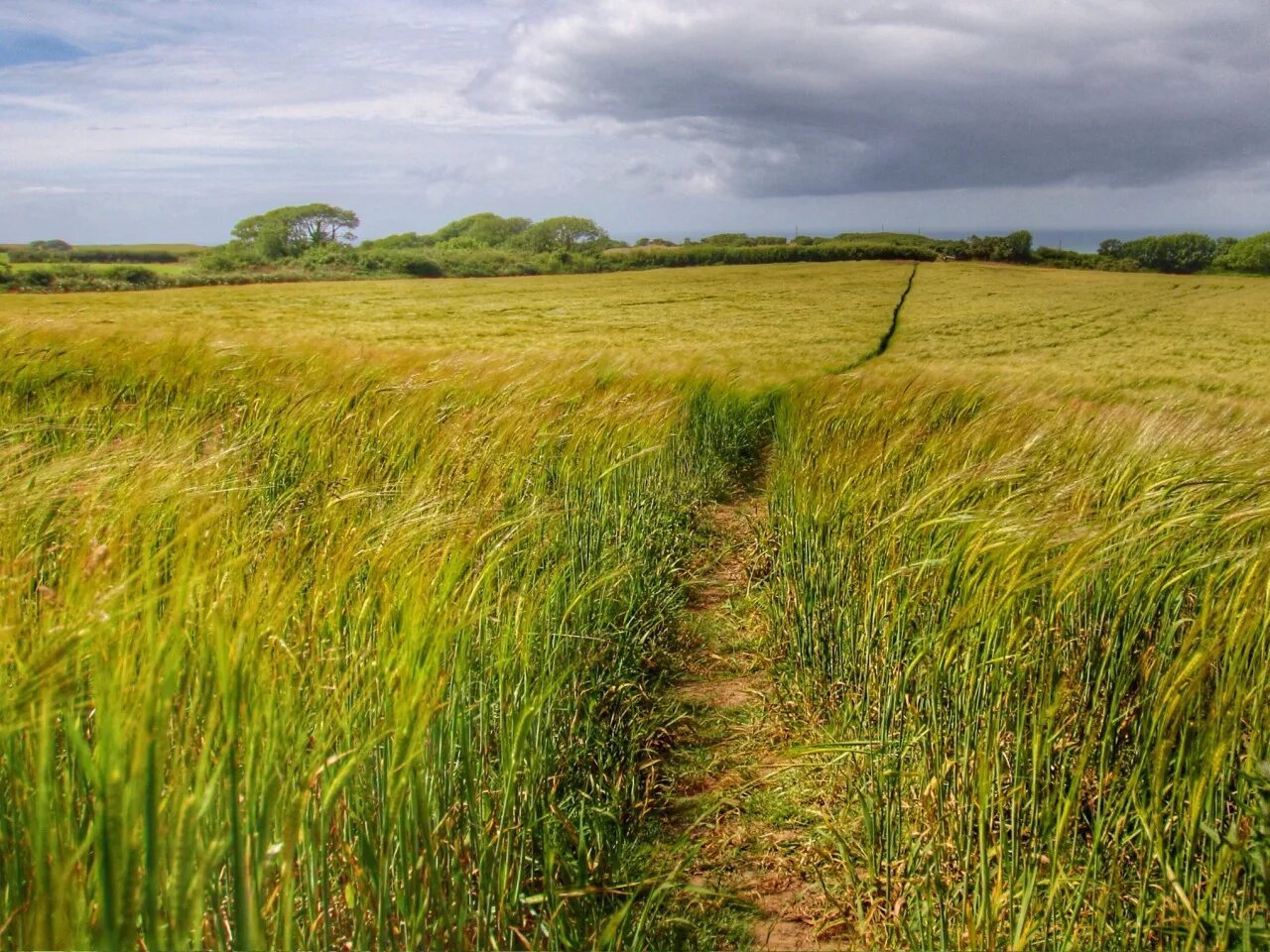 Узкая межа. Полевая межа. Межа фото. Межа в поле. Поле лес.