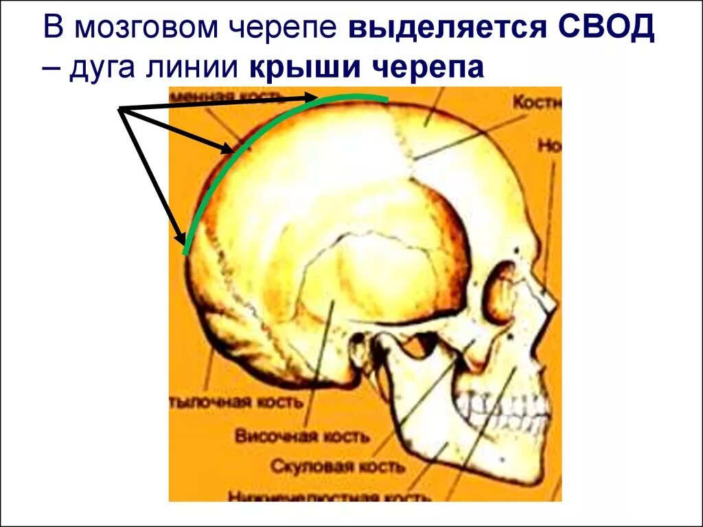 Кости свода черепа строение. Строение свода и основания черепа. Свод черепа и основание черепа. СВОТ И основание черепа. Мозговое основание черепа