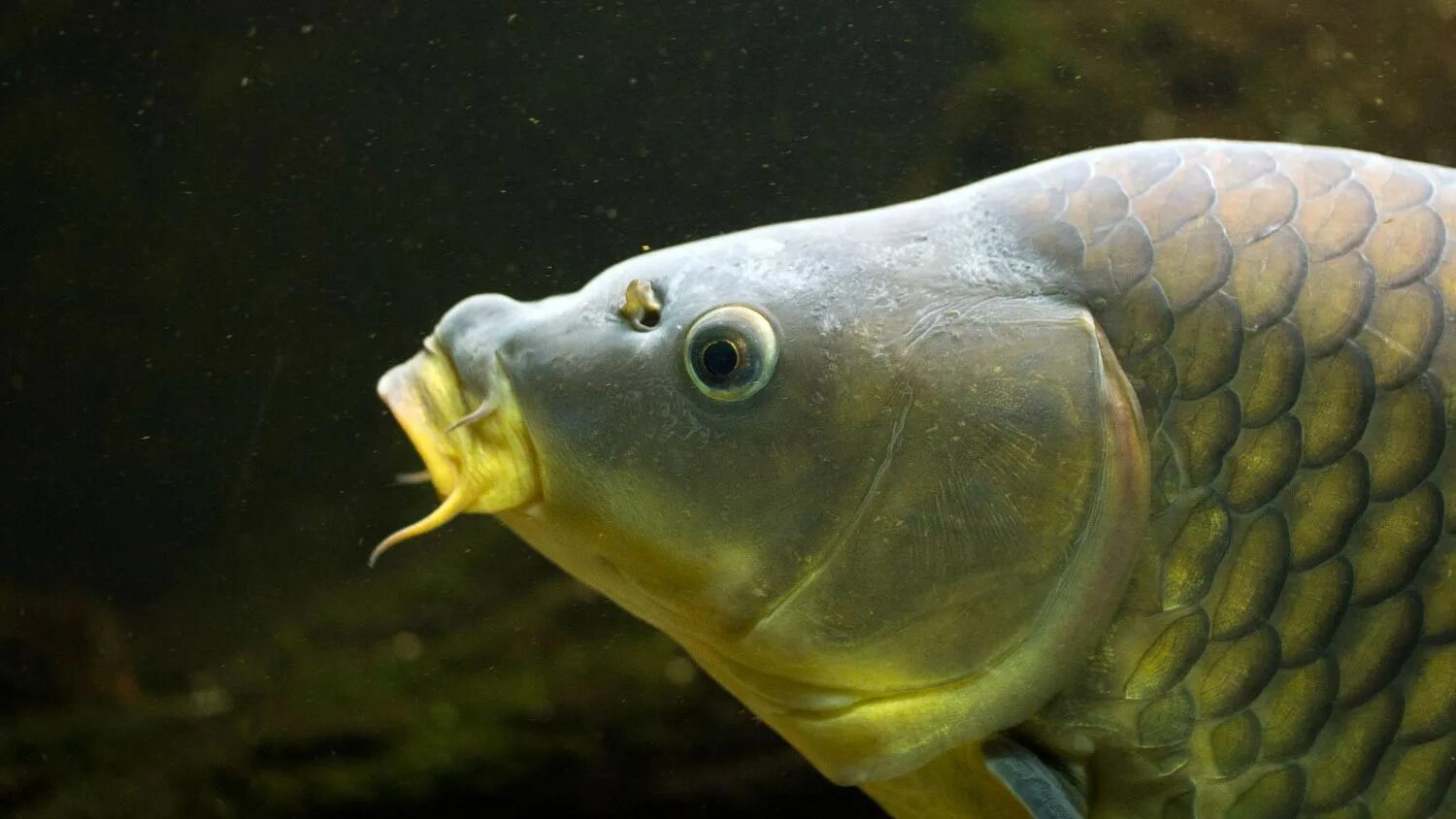 Карп класс рыбы. Cyprinus Carpio haematopterus. Карп ихтиология. Сазан рыба. Карп обыкновенный.