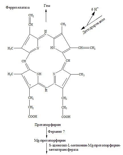 Реакция протопорфирин гем. Феррохелатаза класс ферментов. Феррохелатаза биохимия. Схема гема.