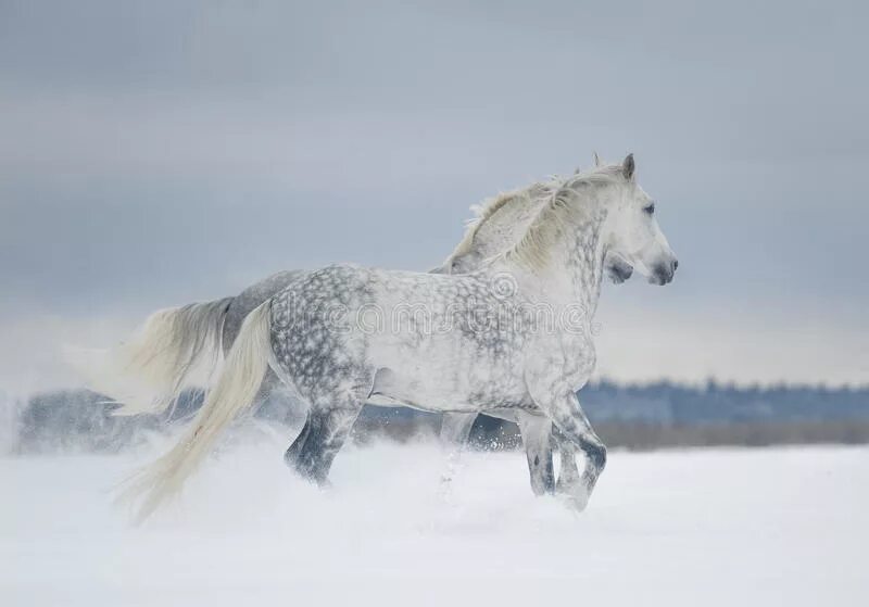 Андалузская зима. Серая лошадка в чистом поле скачет. Андалузская зима. Песня серая лошадка. Серая лошадь.