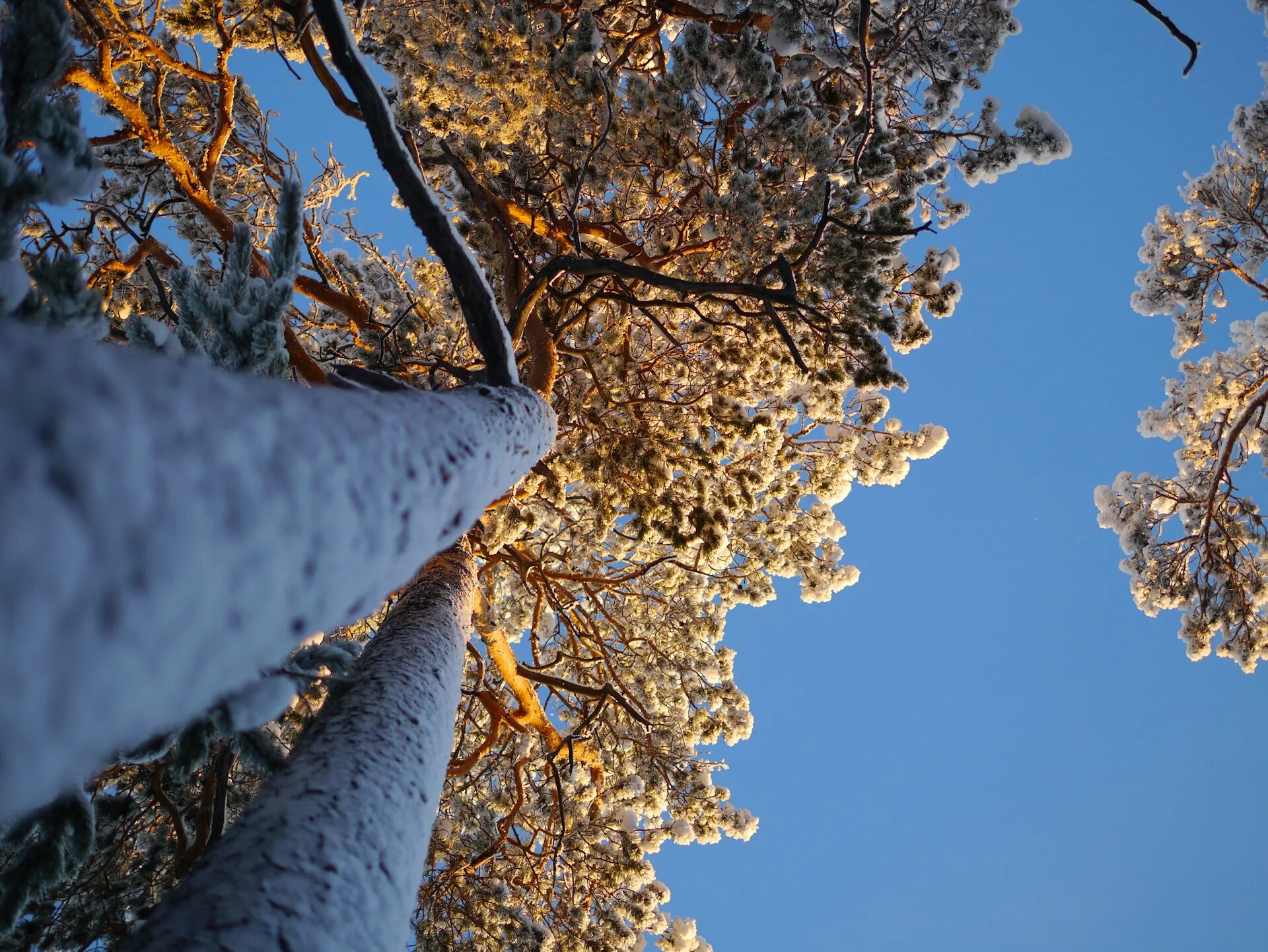 Вижу ветки вижу ветки 4. Сибирь деревья зима. Кольца Мороза деревьев. Обои на рабочий стол обледенелые деревья вечер. Деревья в снегу с низу фото.