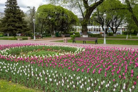 Слушать а в парках городских тюльпаны