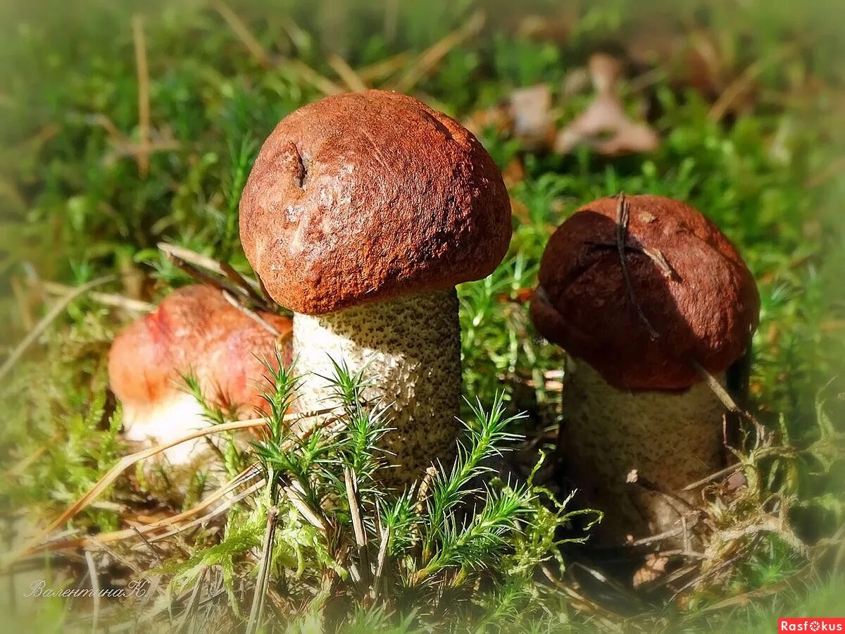 карелия ягель ягоды грибы. грибы хмао югры съедобные. грибы на болотах. какие грибы в западной. грибы сибири.