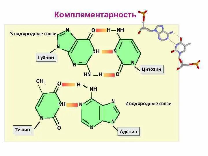 Гуанин цитозин связь. Гуанин цитозин водородные связи. Схемы получения нуклеотидов гуанина. Аденин гуанин 3 водородные связи.