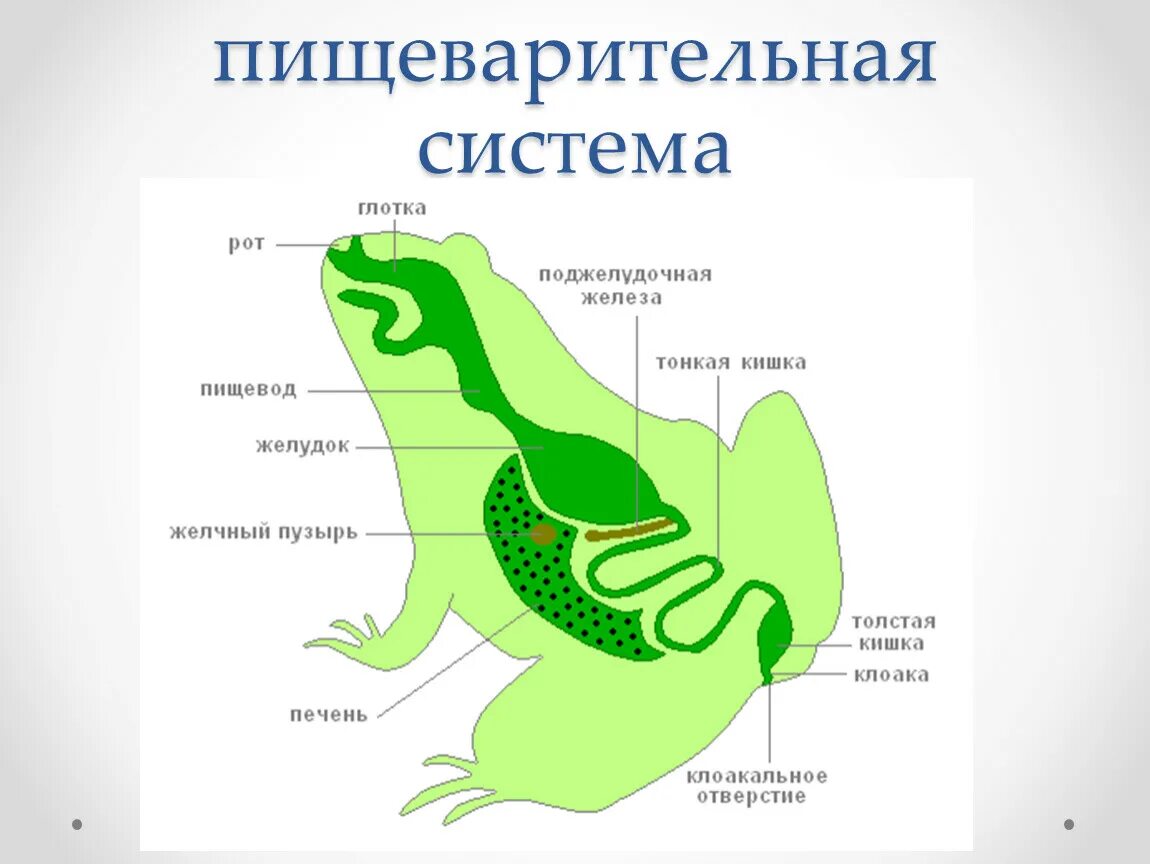 Органы пищеварительной системы лягушки. Схема строения пищеварительной системы лягушки. Схема пищеварительной системы лягушки рисунок. Пищеварительная система земноводных лягушек.