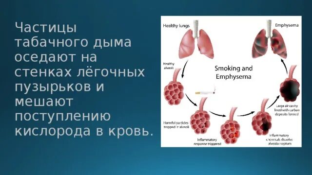 Поступление воздуха в кровь. Поступление кислорода в кровь. Кислород поступает в кровь. Как кислород поступает в кровь. Что поступает в кровь из легочного пузырька.