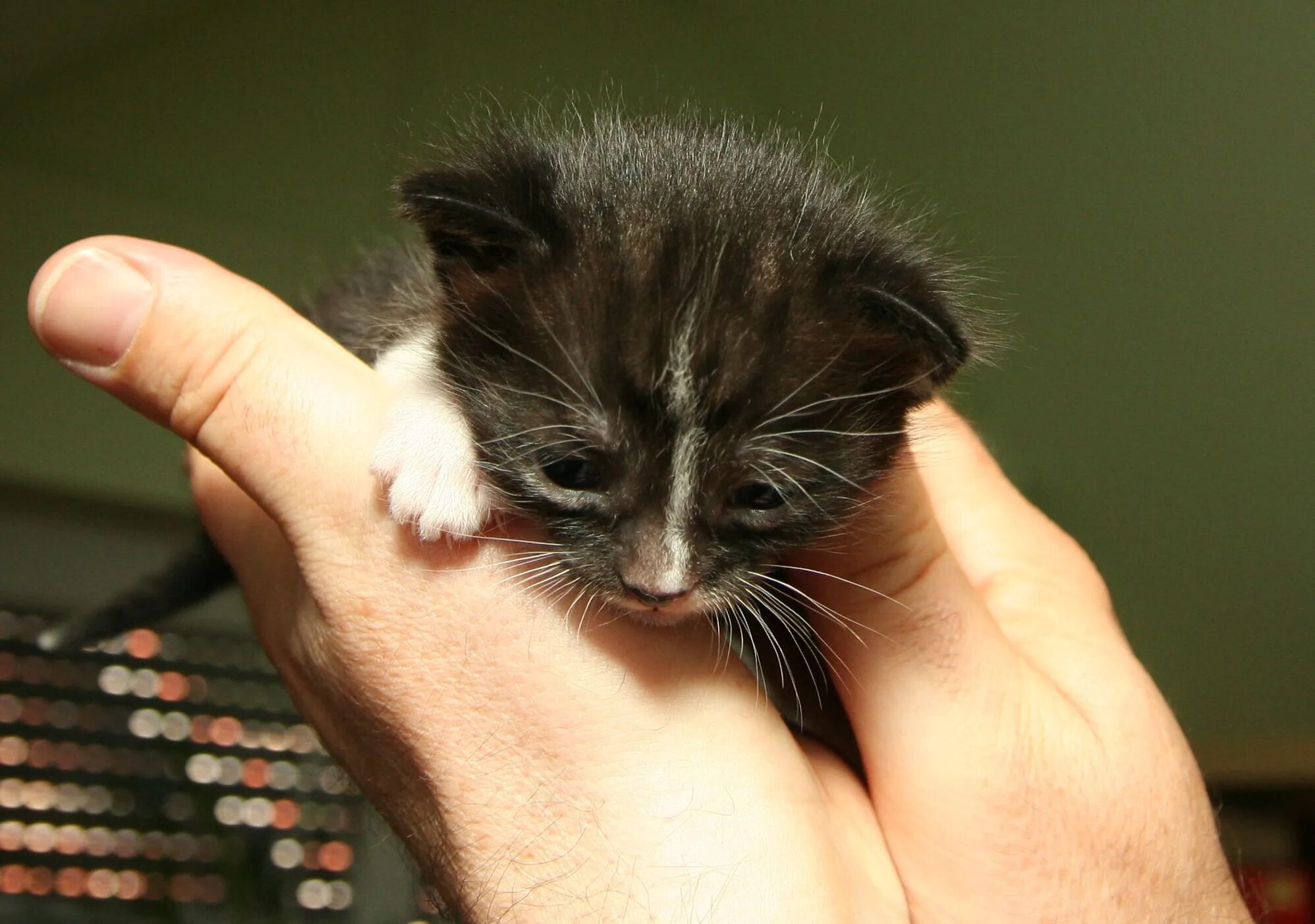 Маленьких котят побыстрее. Жалкий котенок. Котята. Маленькие котики. Маленьких котят.