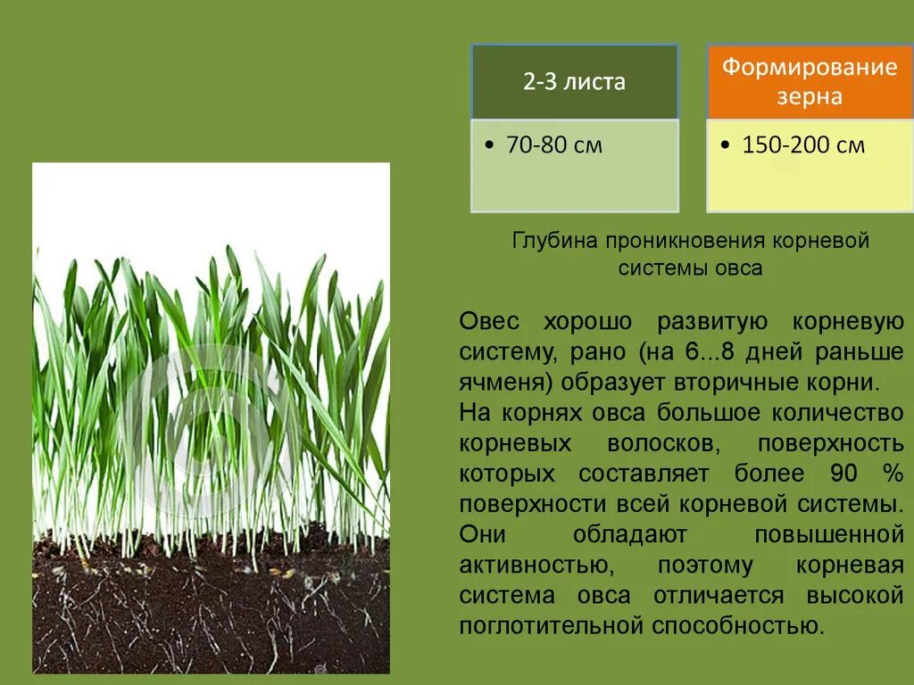 Овес какая группа. Корневая система овса. Тип корневой системы у овса. Особенности строения корневой системы овса. Корень овса.