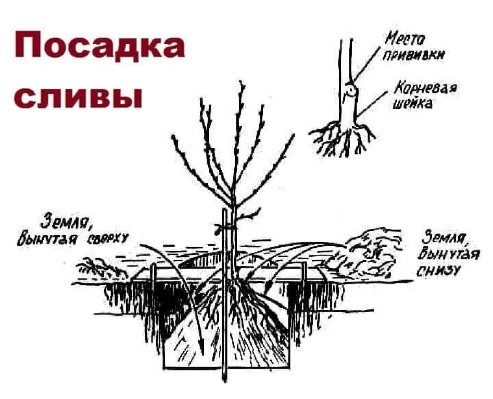 Закрытая корневая система посадка. Посадка слива слива корневая шейка. Корневая система алычи схема. Посадка слива корневая шейка.