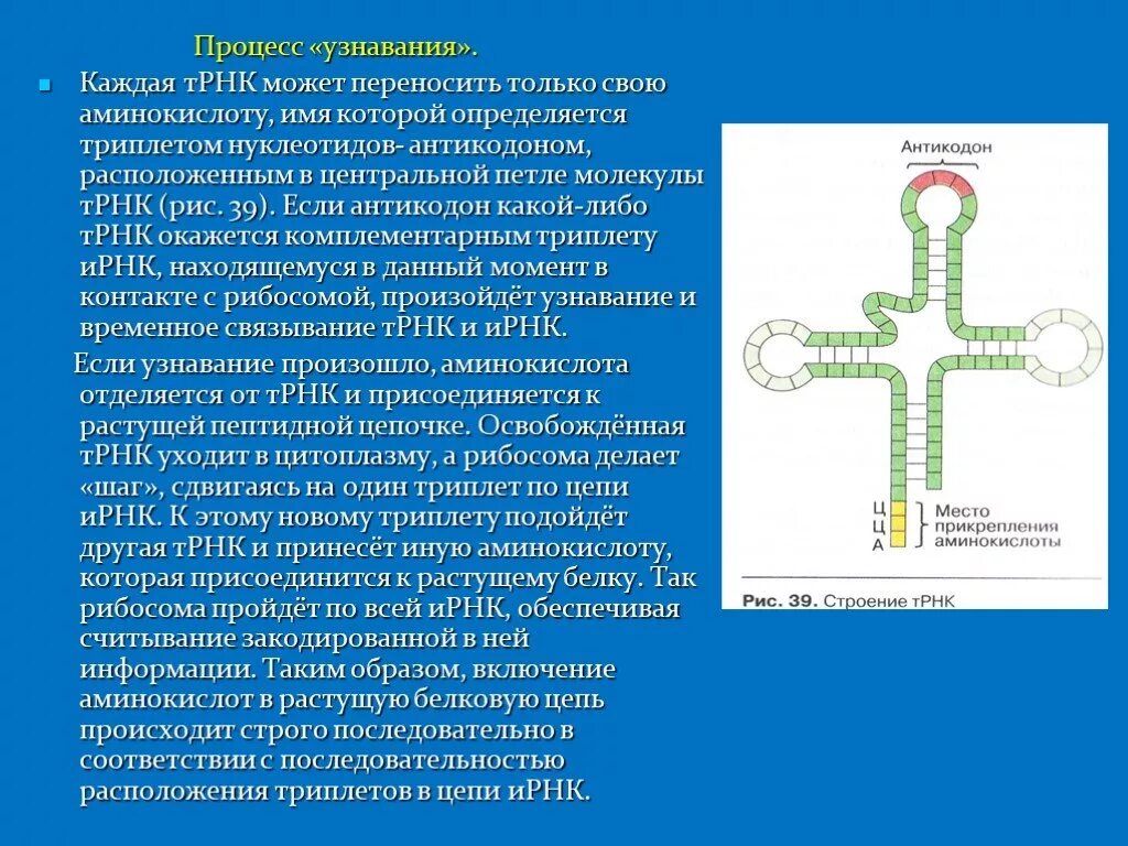 Антикодон ТРНК И Центральная петля. Процесс узнавания аминокислот ТРНК. Триплет т РНК. Антикодон транспортной РНК.