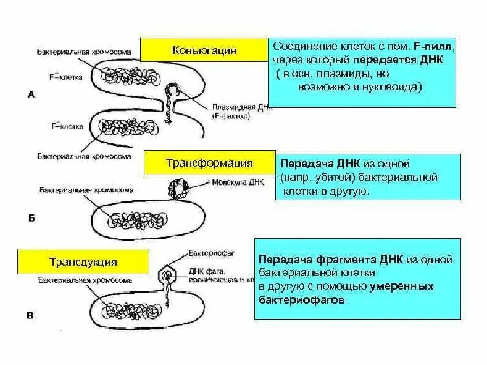 Генетические рекомбинации трансформация трансдукция конъюгация. Трансформация, трансдукция, лизогения. Размножение бактерий трансдукция. Размножение бактерий конъюгация трансформация трансдукция. Наследственная информация у бактерий