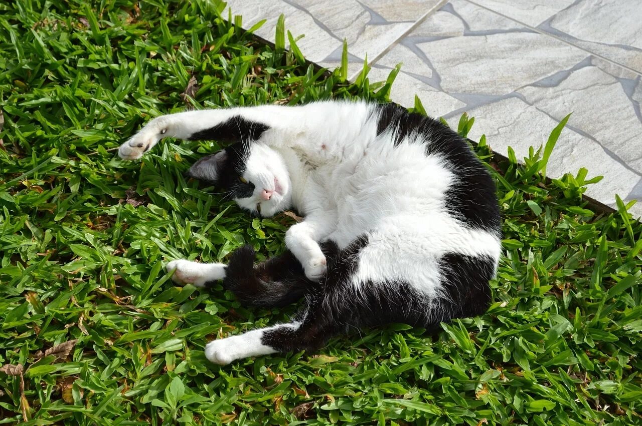 Белый кот мурзик. Черно белый кот. Черно белая кошка. Кошка черная с белым. Черно белый кот на траве.
