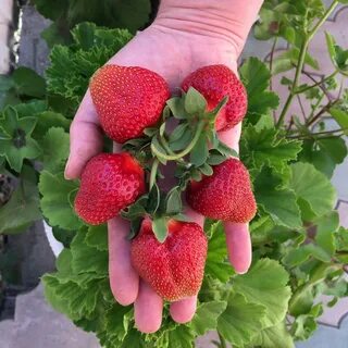 Флер клубника описание и отзывы