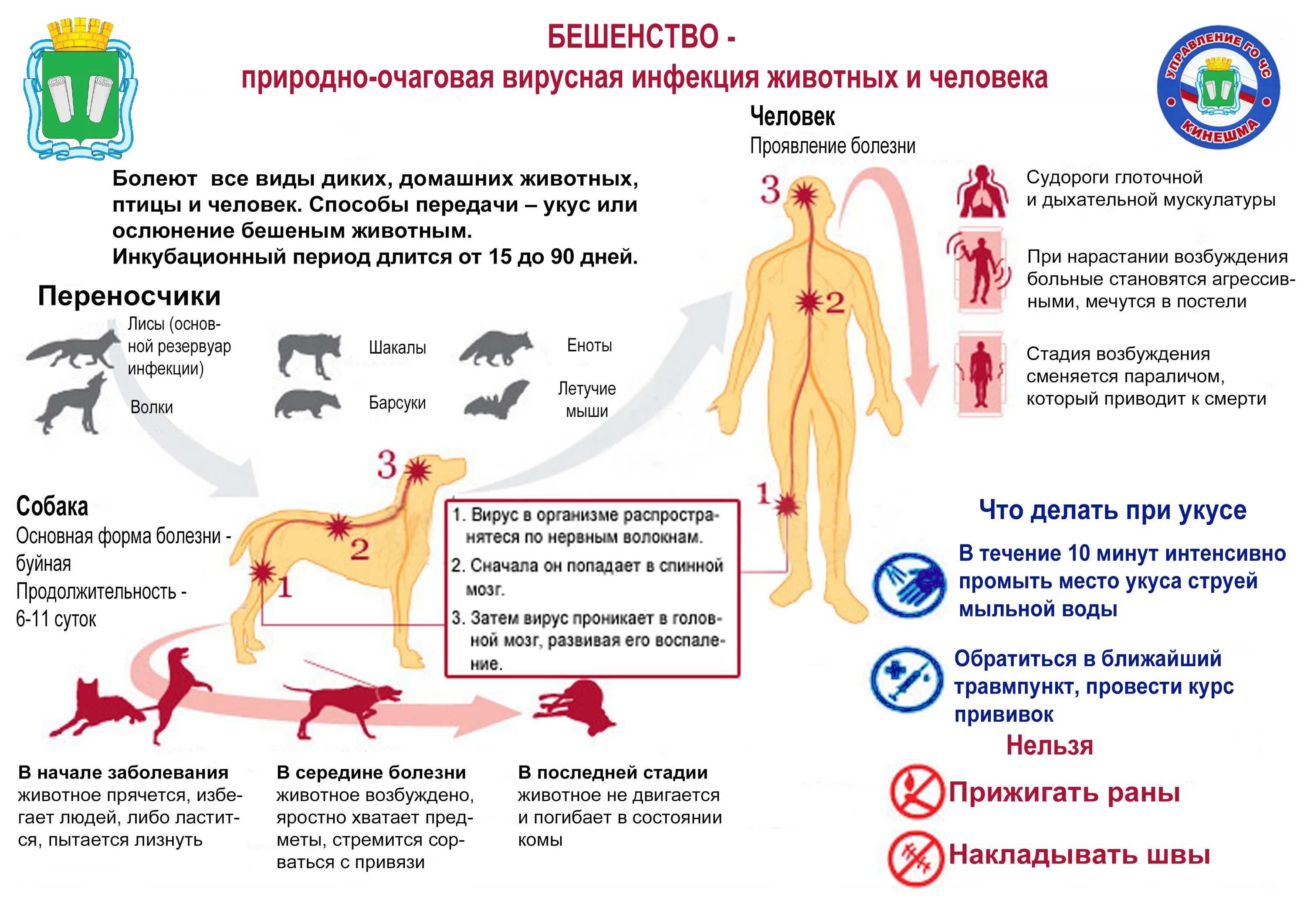 Бешенство возбудитель пути передачи симптомы. Животные больные бешенством признаки поражения. Пути заражения вирусом бешенства. Бешенство способы заражения и симптомы. Как проявляется укус собаки бешенство