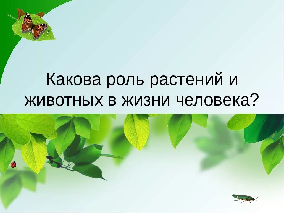 Жизнь растений в 6. Роль растений и животных в жизни человека. Роль растений для животных.