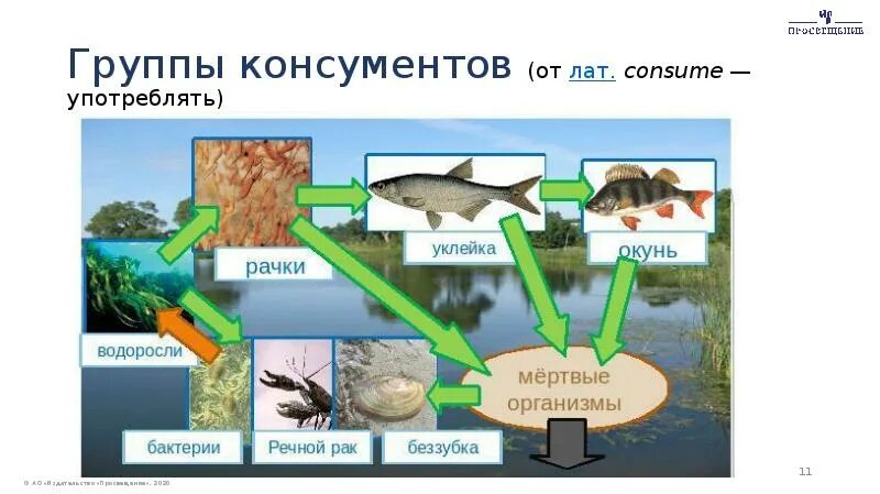 Цепь питания пресноводного сообщества. Пищевая цепочка реки. Цепь питания в реке. Составить сеть питания по биологии. Составить пищевую цепь водоема