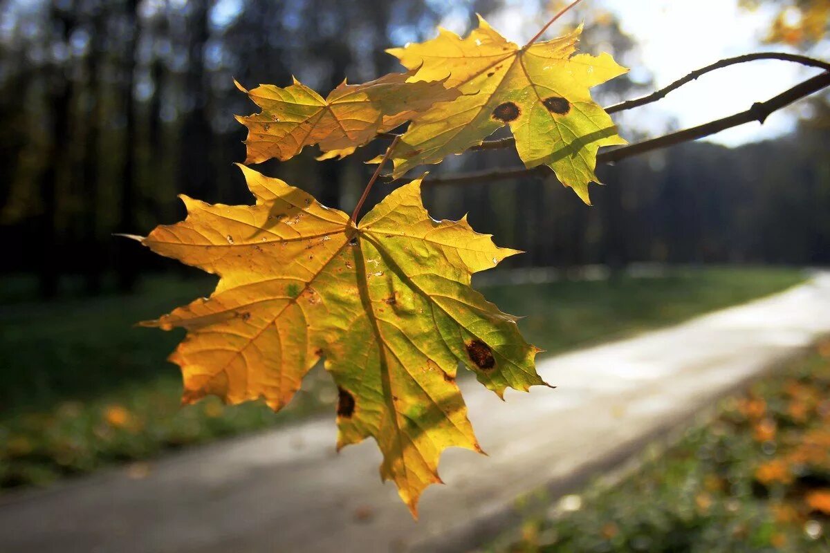 Ветер желтую листву. Осенний воздух. Листочек на ветру. Ветер желтую листву. Листья кружатся в воздухе.