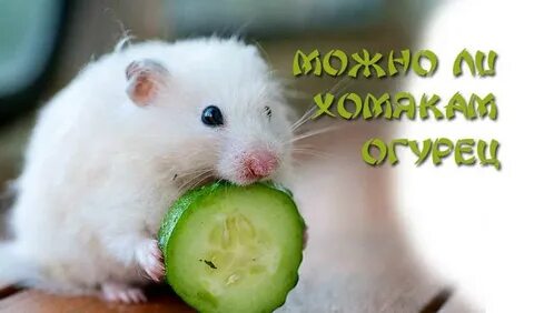 Можно ли хомякам абрикос