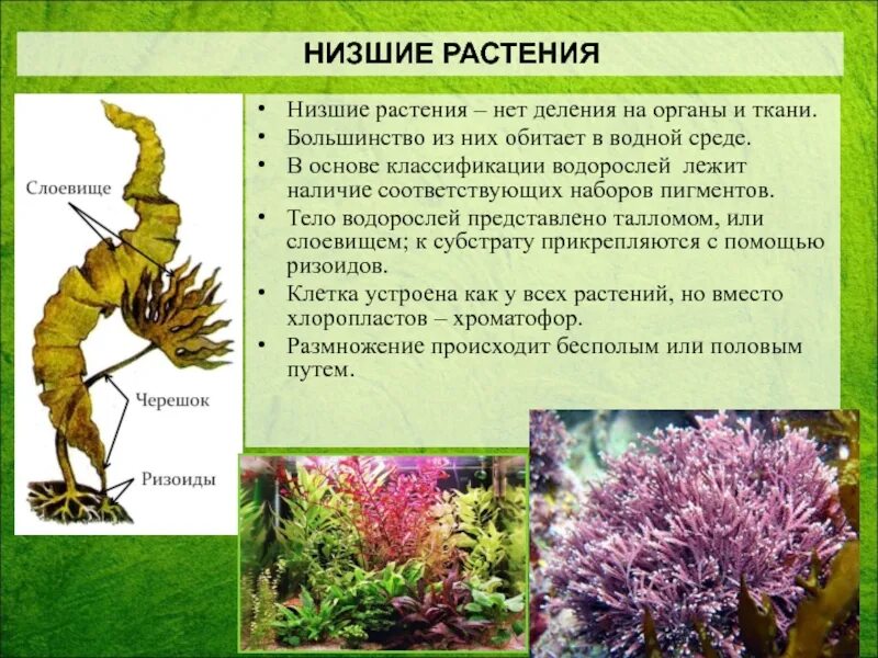 К какому царству относятся водоросли