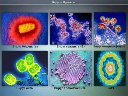 Вирусы общая биология