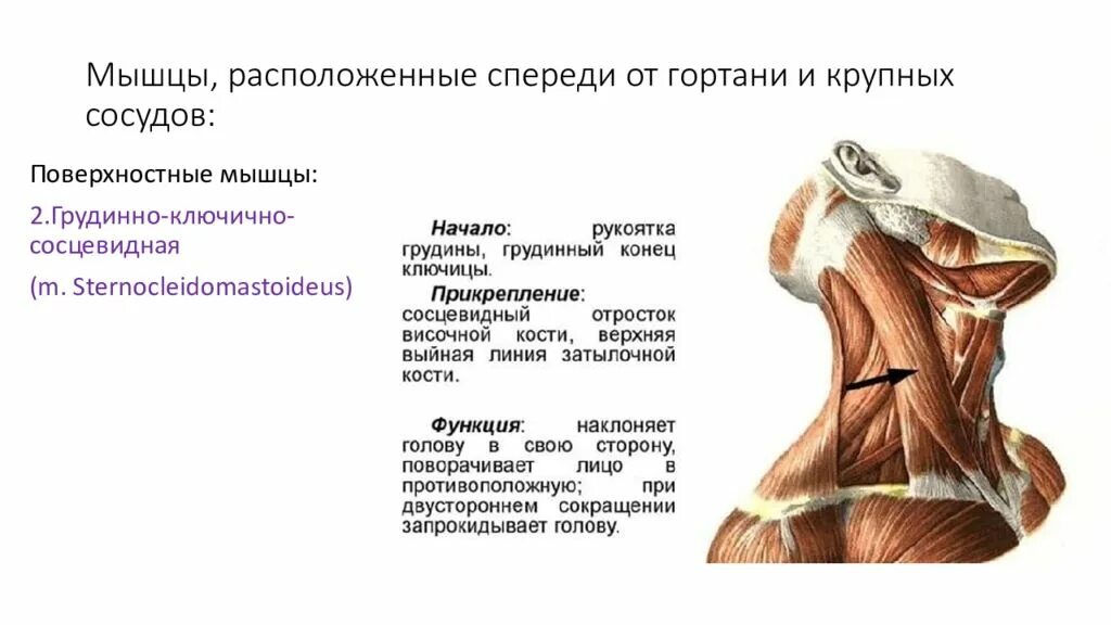 Прикреплены к костям