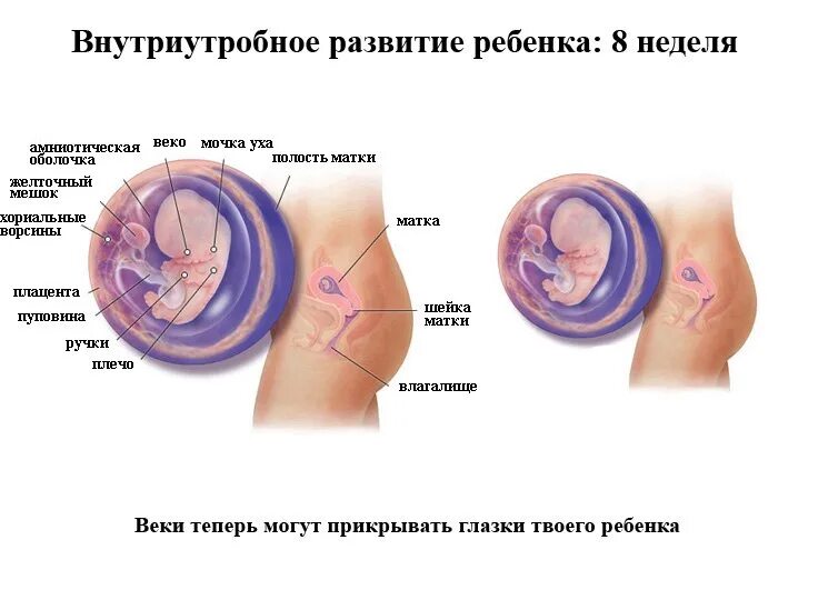 8 неделя ощущения. Размер ребёнка в 8 недель беременности. Где расположен ребенок на 8 неделе. Плод 8 недель беременности размер плода. Формирования ребенка на 8 неделе беременности.