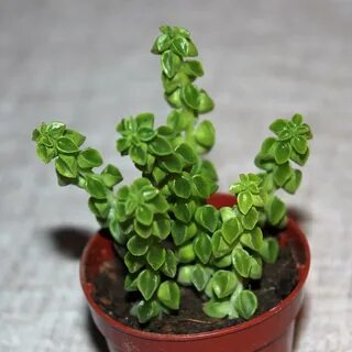 Пеперомия суккулент