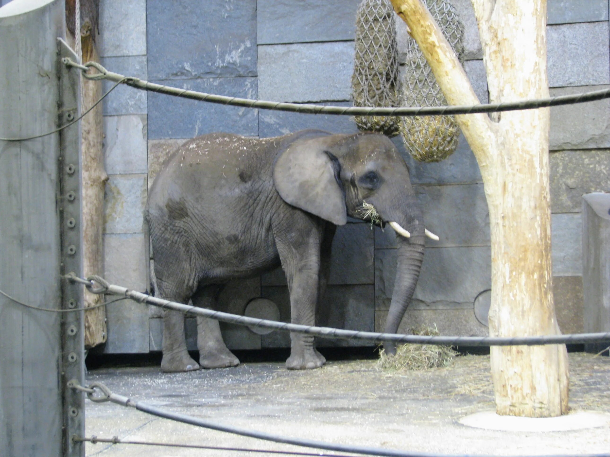 Elephant house. Слоновник в Московском зоопарке. Слонятник слоновник. Алматинский зоопарк слоновник. Пермский зоопарк слоновник.