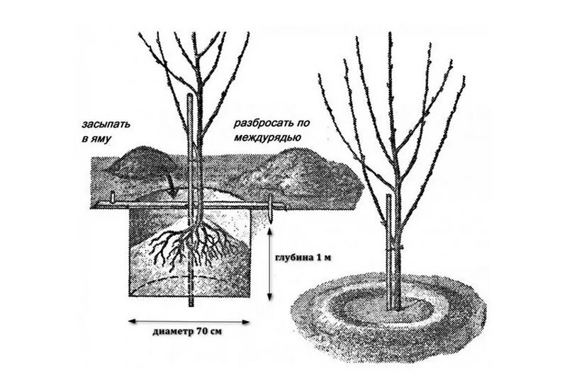 Как сохранить саженец груши. Схема посадки саженца груши. Посадка саженца груши. Груша Северянка поросль. Груша Северянка дерево.