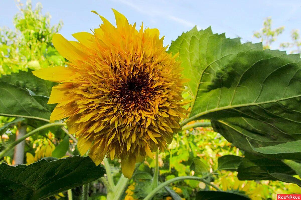 Система подсолнух. Подсолнух декоративный джайнт санголд. Система подсолнух. Масленичные культуры подсолнечник. Подсолнечник летний (helianthus annuus) "amalfi f1" (golden orange).