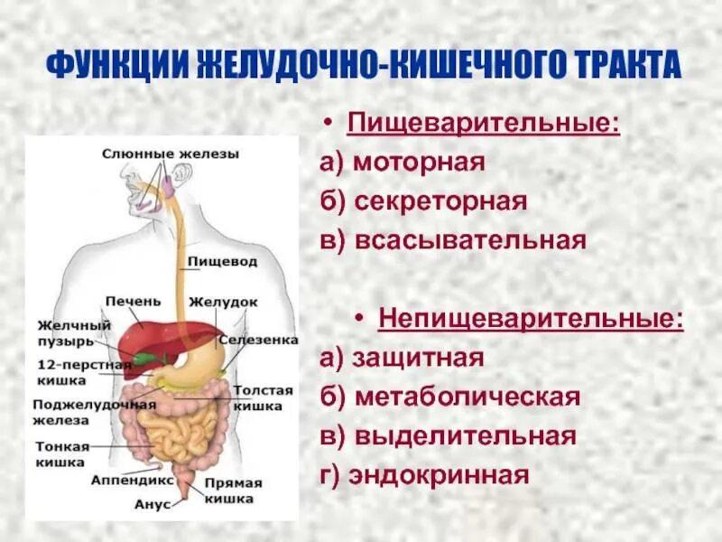 Какой орган выполняет пищеварительную функцию