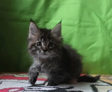 Метис куна