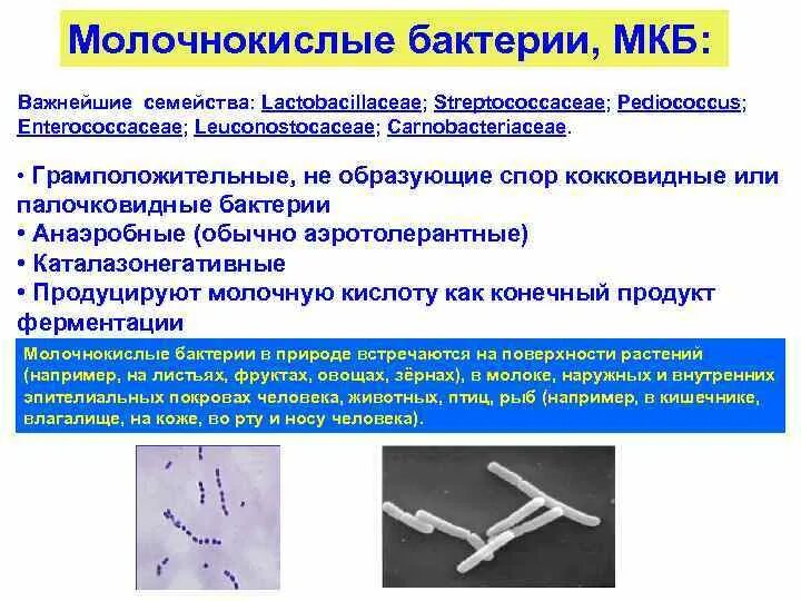 Молочно кислотные бактерии. Молочнокислые бактерии. Палочковидные молочнокислые бактерии. Грамположительные молочнокислые бактерии.