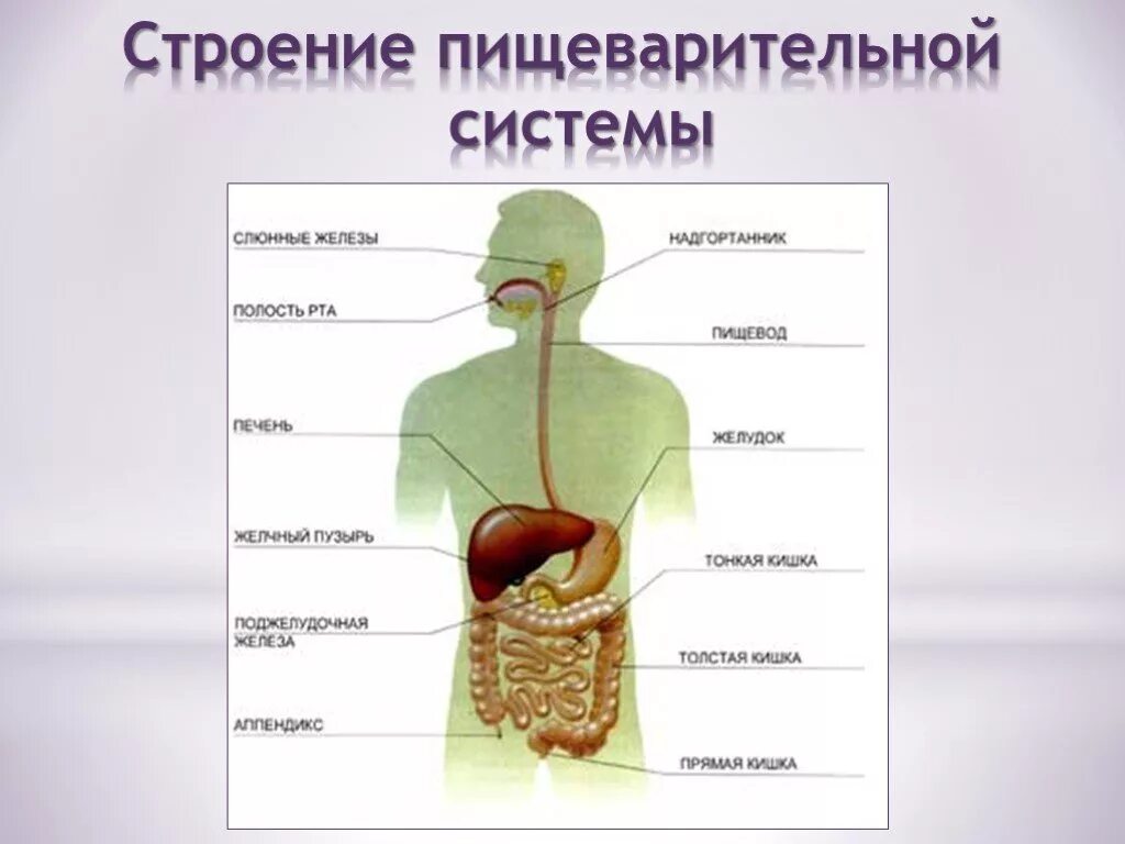 Пищеварительная система органы кратко. Строение пищеварительной системы биология. Строение пищевой системы человека. Анатомия человека биология органы пищеварительной системы. Практическая работа «строение пищеварительной системы».