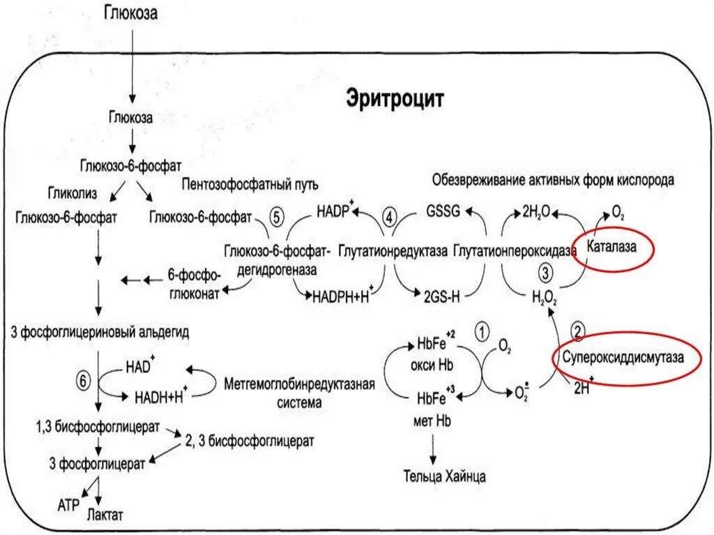 Антиоксидантные ферменты. Антиоксидантная защита схема биохимия. Система антиоксидантной защиты схема. Схему антиоксидантной защиты эритроцита. Антиоксидантная система биохимия схема.