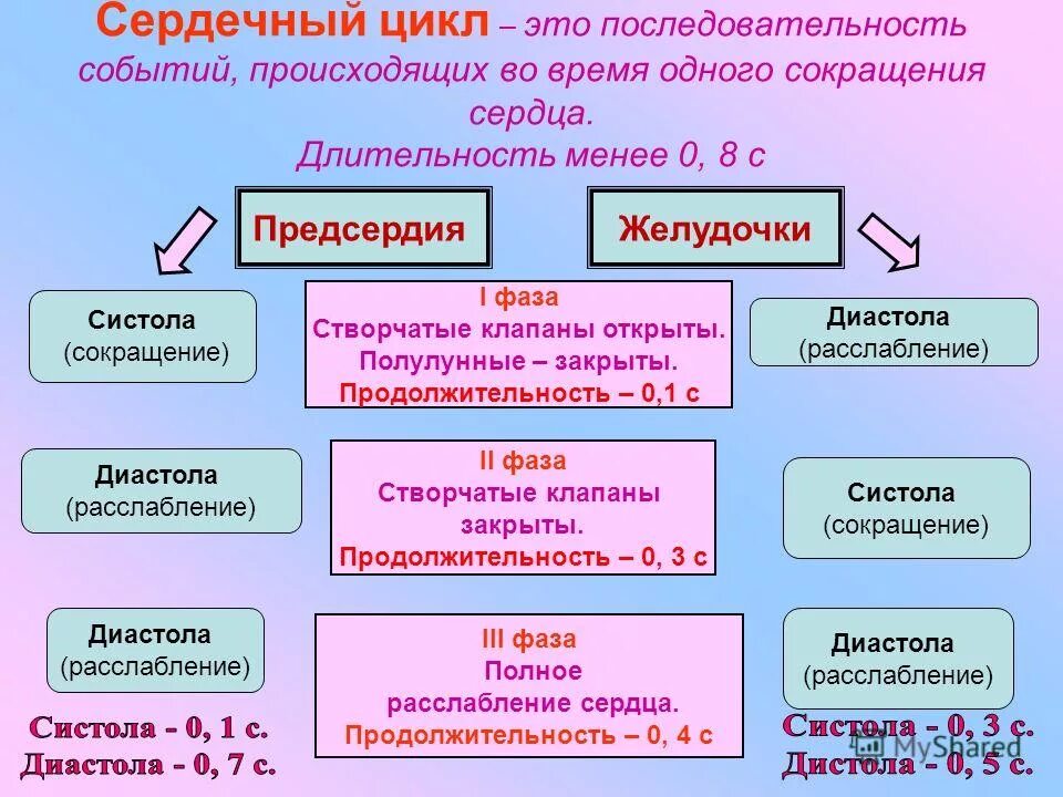 Продолжительность сердечного цикла составляет. Продолжительность сердечного цикла составляет