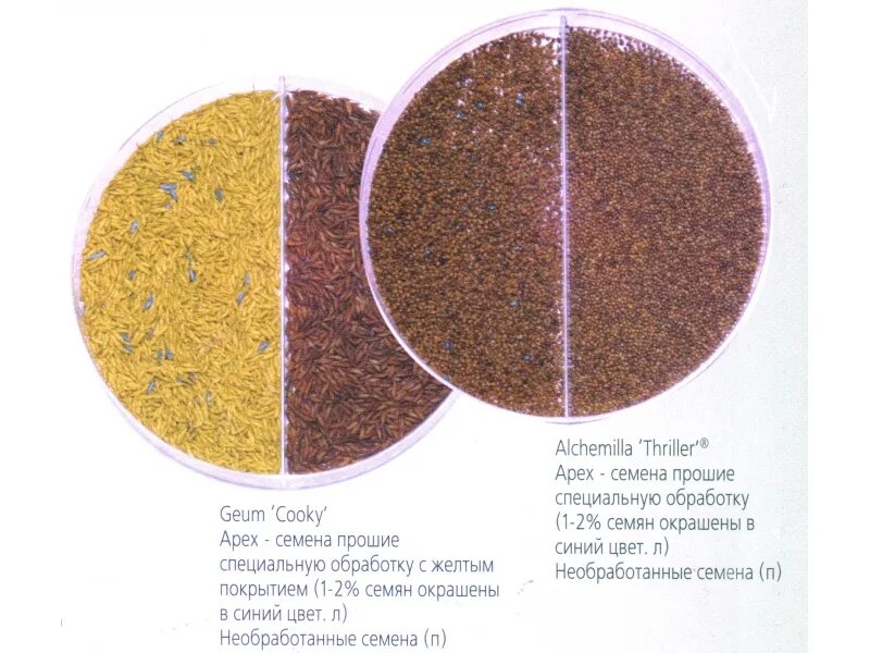 Штирийская тыква семена. Семена raw. Тыквенные семечки очищенные. Семена чиа. Семена подсолнечника.