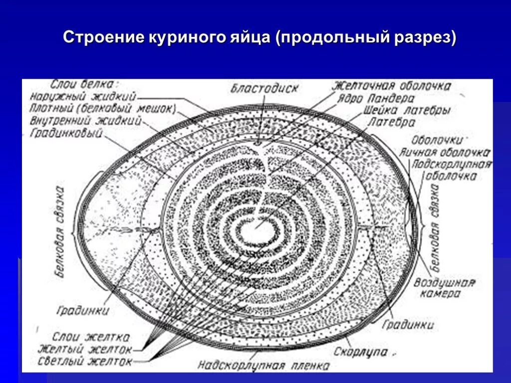 Опишите строение яйца птиц