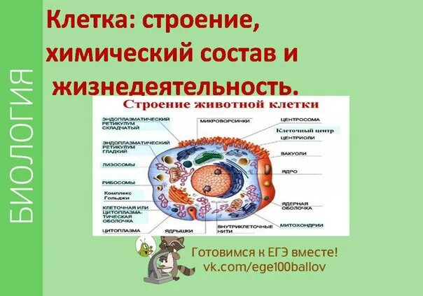 Самостоятельная работа химический состав и строение клетки. Самостоятельная работа химический состав и строение клетки