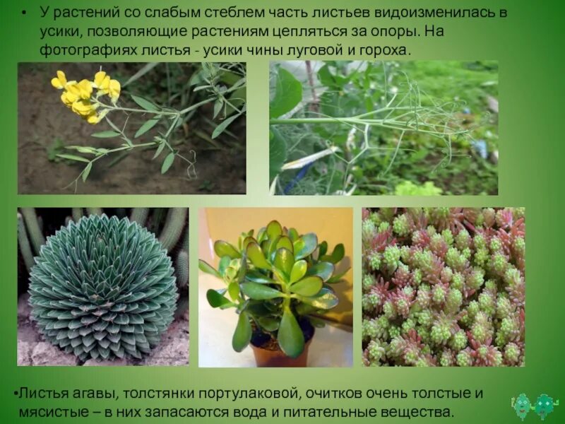 У какого растения нет листьев. Растения с усиками. растения с видоизмененными листьями. растения у которых мясистые листья. видоизмененные листья растений.