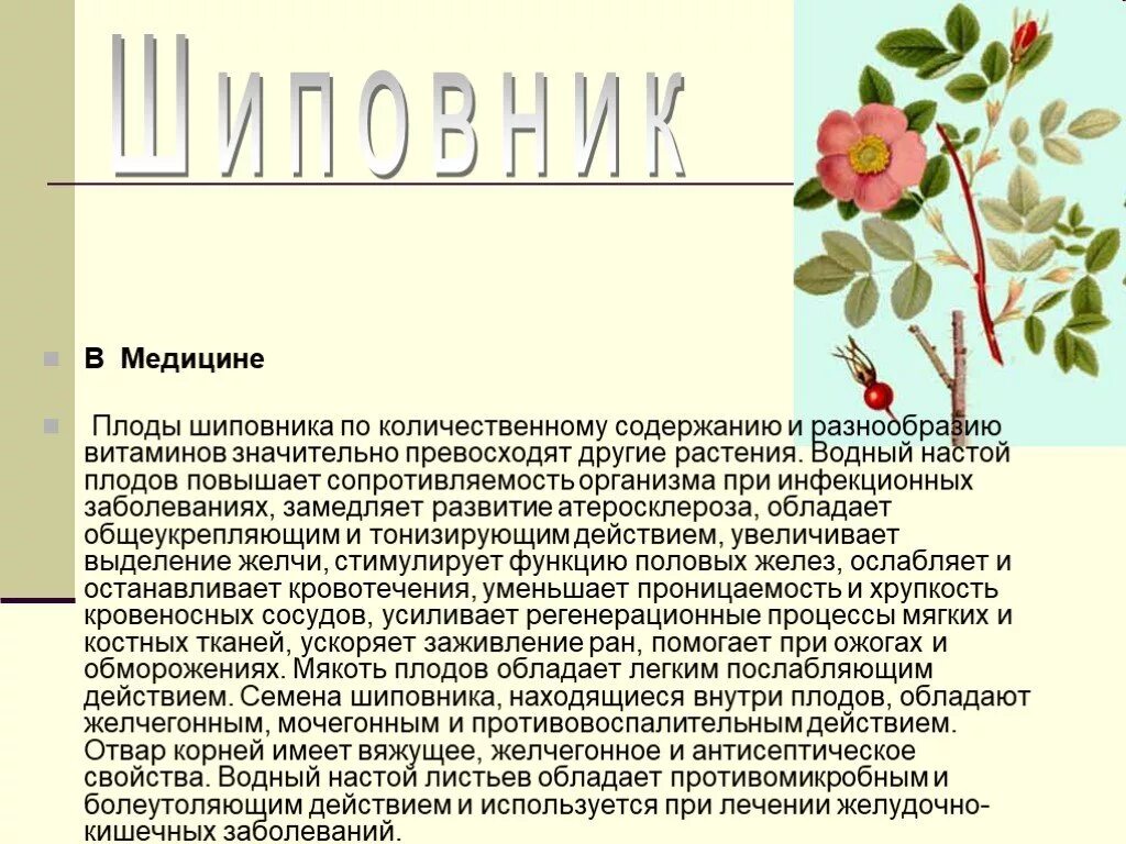 Доклад на тему лекарственную. Шиповник лекарственное растение. Шиповник описание растения. Шиповник картинка с описанием. Доклад на тему шиповник.