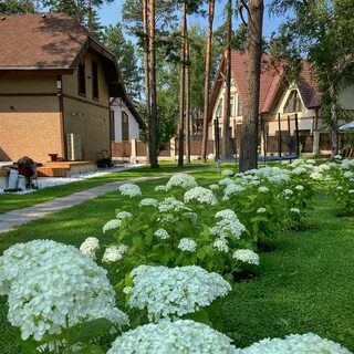 Зеленая слобода гортензии