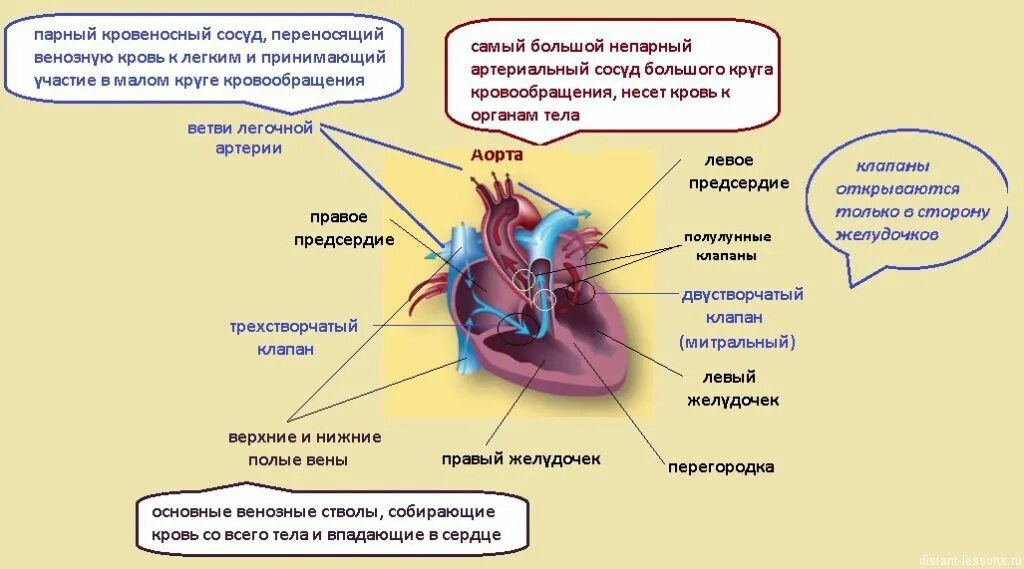 Сердце главный орган кровеносной системы 4. Почему сердце главный орган кровеносной системы 4 класс. Строение кровеносной системы. Строение кровеносной системы человека 4 класс. Сердце главный орган кровеносной системы.