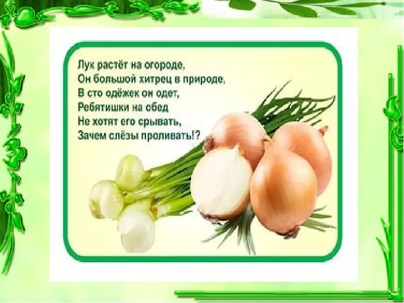 Детский стишок про лук. Презентация на тему лук. Лук для презентации. Лук картинки для огорода в детском саду