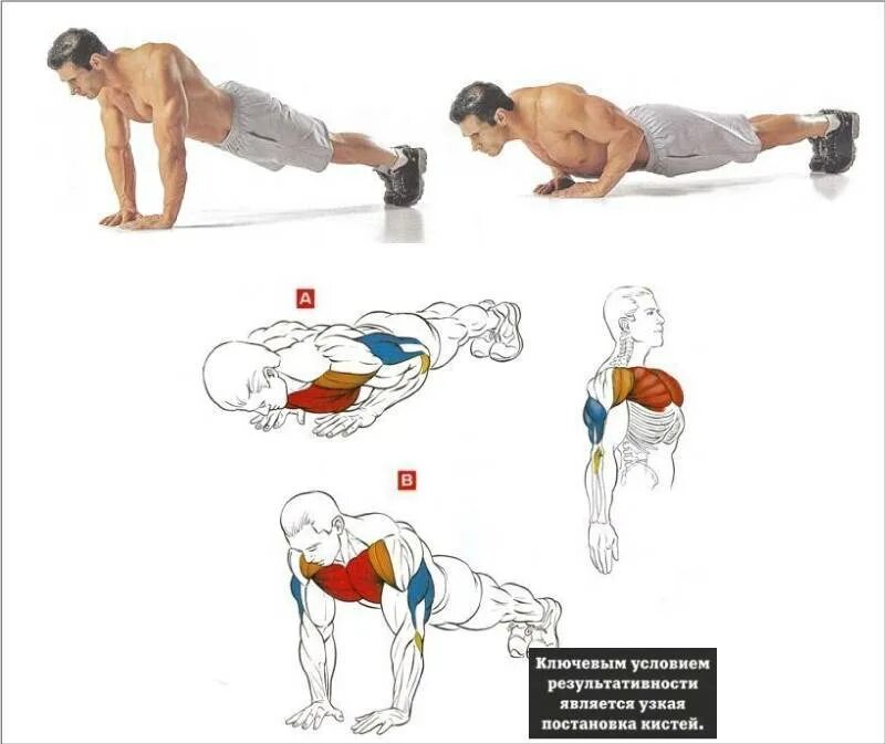 Упражнения мышцы отжимания от пола. Схема прокачки грудных мышц отжиманиями. Отжим узким хватом. Отжимания узким хватом схема. Польза отжиманий для мужчин