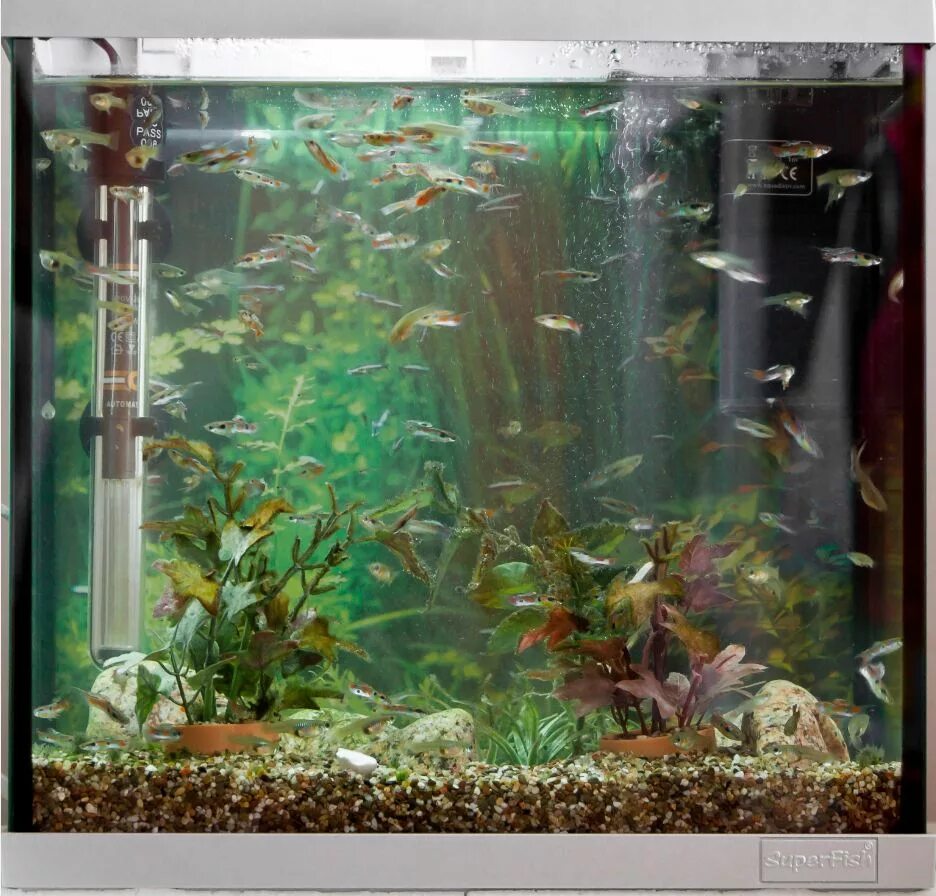 Ребята заполнили водой два. Прочти условие задачи и обведи её вопрос. Уровень заполнения аквариума. Задачи с аквариумом и водой. Красивый аквариум с меченосцами.