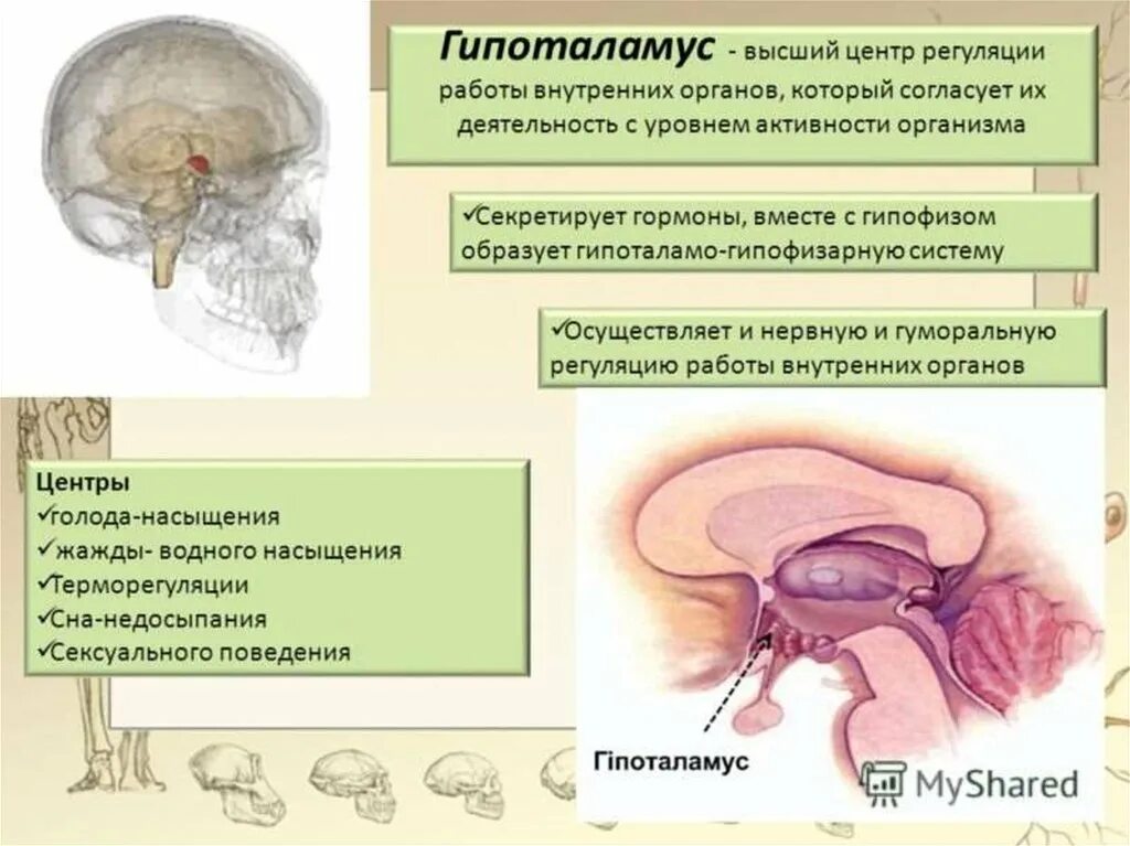 Гипоталамус содержит центры голода и жажды. Центры и функции гипоталамуса. Гормоны гипоталамуса строение. Гормоны промежуточного мозга. Гипоталамус строение и функции.